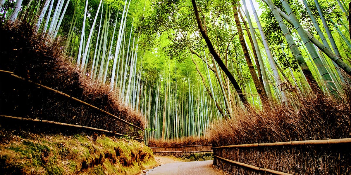 교토-아라시야마