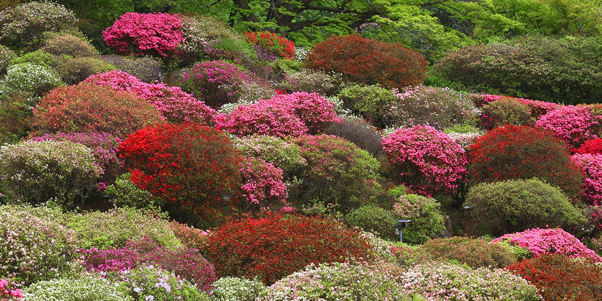 다케오-미후네야마-라쿠엔