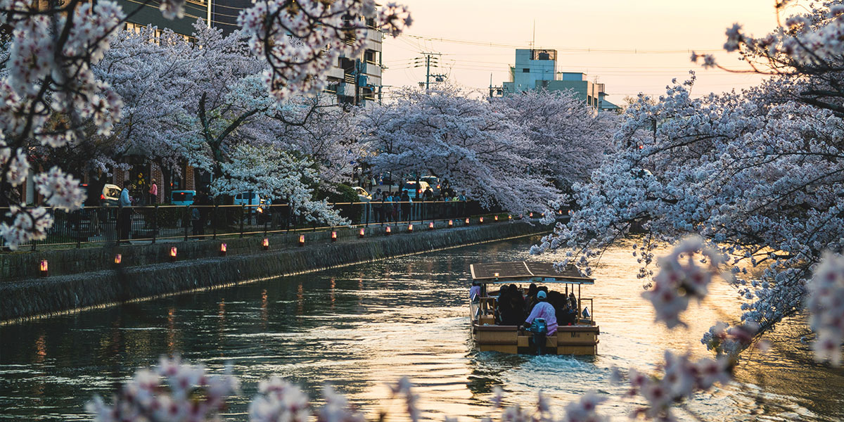 교토-오카자키-운하-유람선-벚꽃