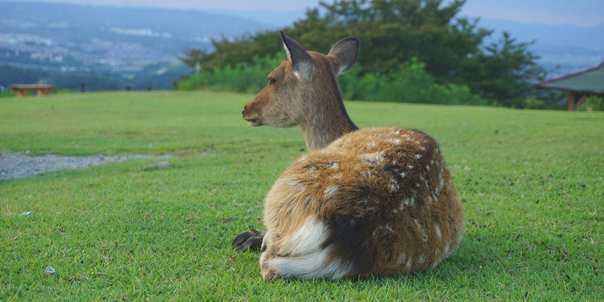 나라-와카쿠사-산-사슴