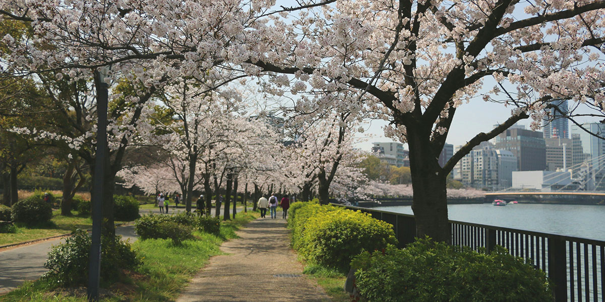 오사카-공원-벚꽃