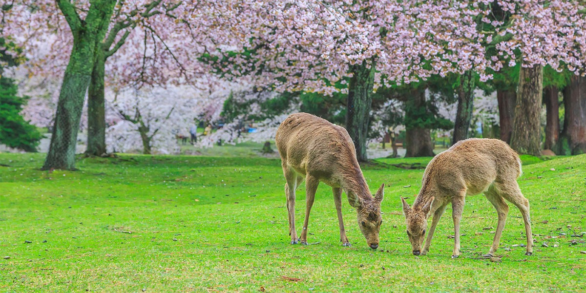나라-사슴