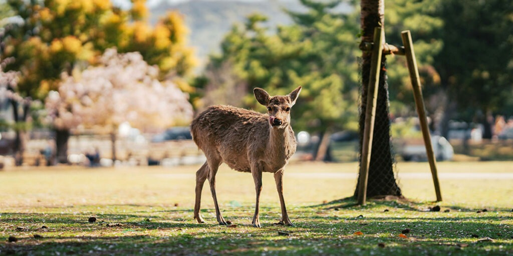 나라-사슴공원-사슴-한-마리